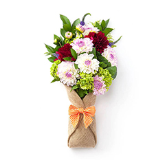 Tuổi hồng - Hoa cẩm chướng